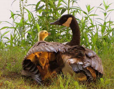 Mother goose with goslings