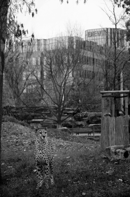 Depressing-Zoo-Pictures-05