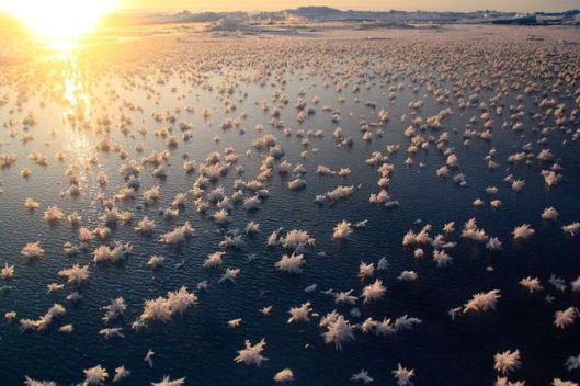 les-fleurs-de-glace-sur-l-ocean-arctique