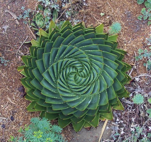 Perfect-Geometric-Patterns-In-Nature8__880