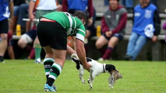 rugby dog