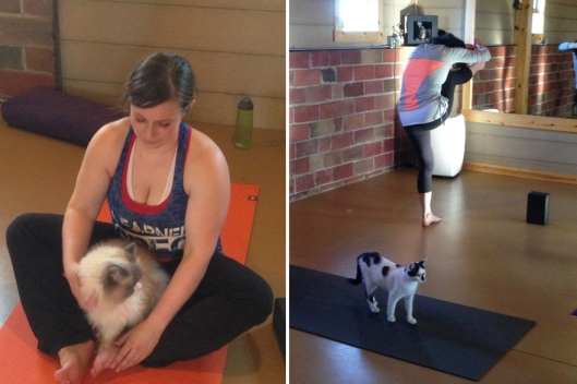 yoga-cats-shelter-adoption-homeward-bound-3