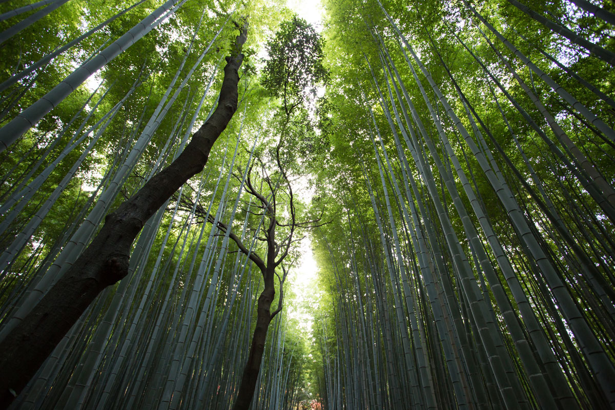 arashiyama-bamboo-grove-kyoto-japan