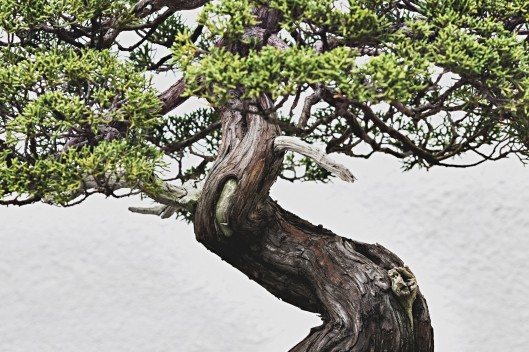 A Sargent Juniper bonsai (training date unknown) at the National Bonsai and Penjing Museum in Washington, DC.