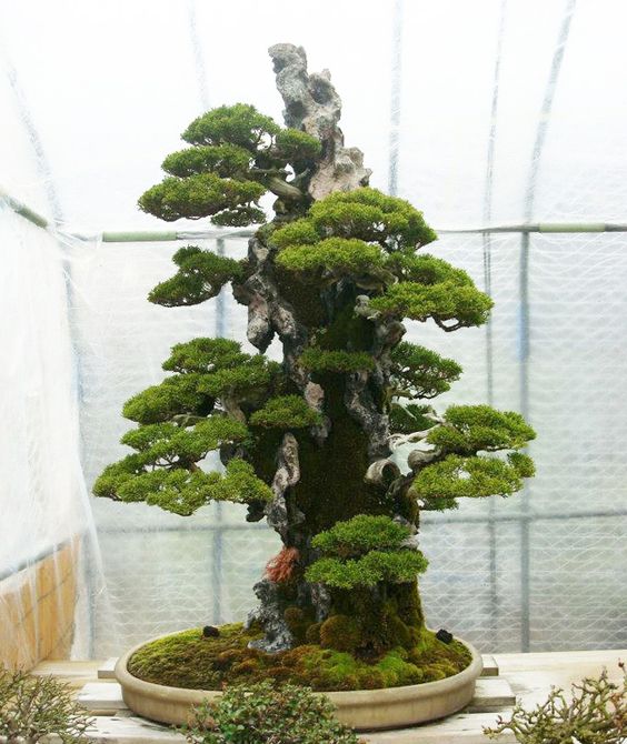 Les forêts de bonsaïs de Masahiko Kimura Ebc4cce843238ba9d282f3bb53c2f534