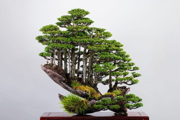 Les forêts de bonsaïs de Masahiko Kimura Masahiko-kimura-bonsai